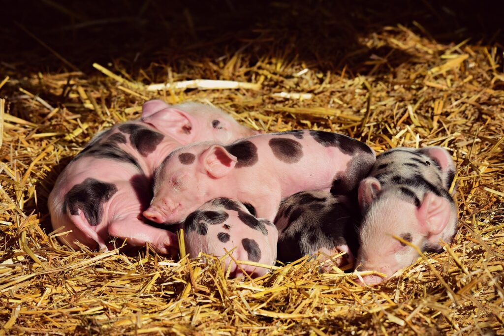 piglets, nature, animal