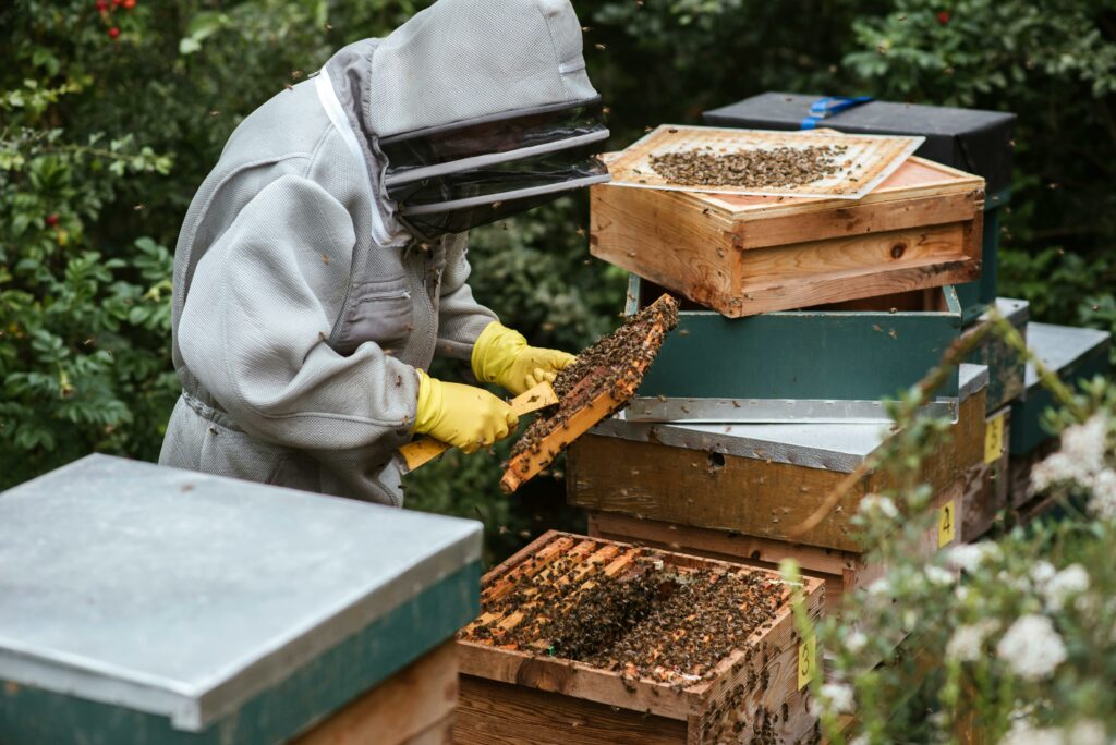 Anonymous apiarist in uniform standing near beehive and holding honeycomb while collecting honey