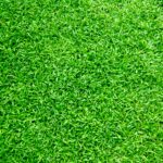Vibrant green grass close-up, perfect for background or texture use in outdoor themes.