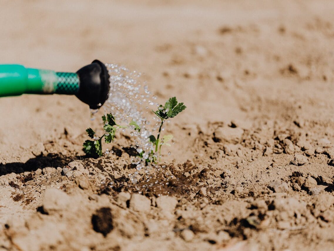 High angle of delicate baby plant growing from soil and irrigating from watering can on sunny day